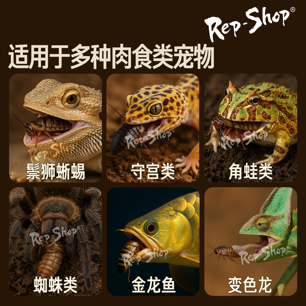 杜比亚蟑螂活虫爬宠蜥蜴角蛙守宫变色龟龙鱼活体食物超樱桃可繁殖 - 图3