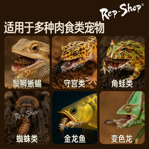 杜比亚蟑螂活虫爬宠蜥蜴角蛙守宫变色龟龙鱼活体食物超樱桃可繁殖 - 图3