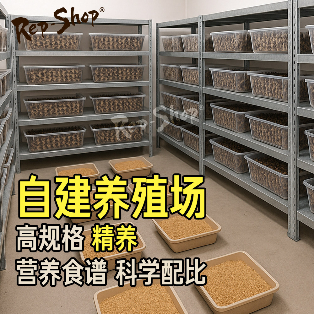 杜比亚蟑螂活虫爬宠蜥蜴角蛙守宫变色龟龙鱼活体食物超樱桃可繁殖 - 图0