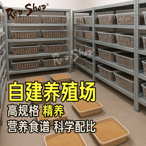 杜比亚蟑螂活虫爬宠蜥蜴角蛙守宫变色龟龙鱼活体食物超樱桃可繁殖 - 图0