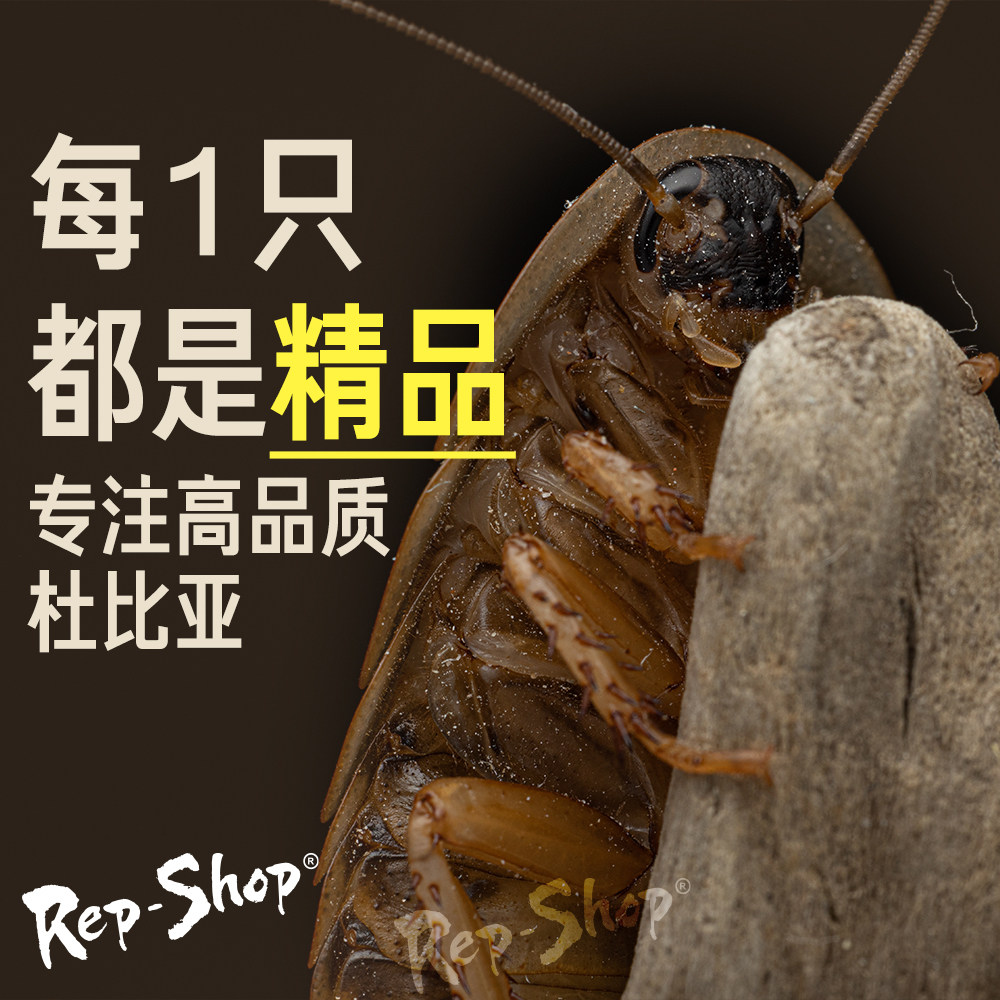 杜比亚蟑螂活虫爬宠蜥蜴角蛙守宫变色龟龙鱼活体食物超樱桃可繁殖 - 图2