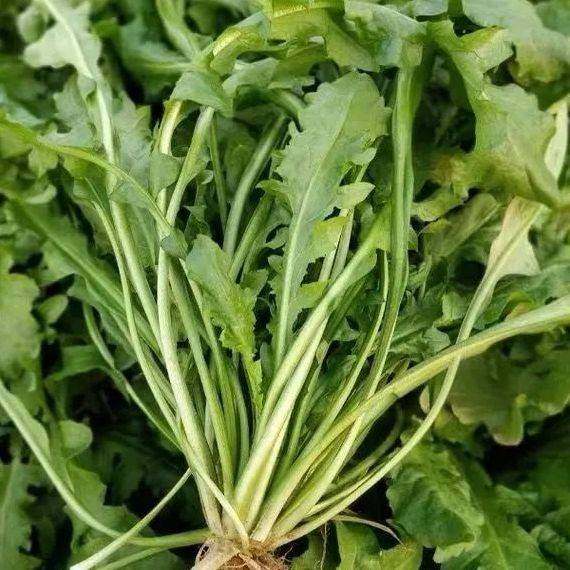 【今年新种】荠菜种子野生荠荠菜大叶季莱野荠菜阳台盆栽蔬菜种籽 - 图3