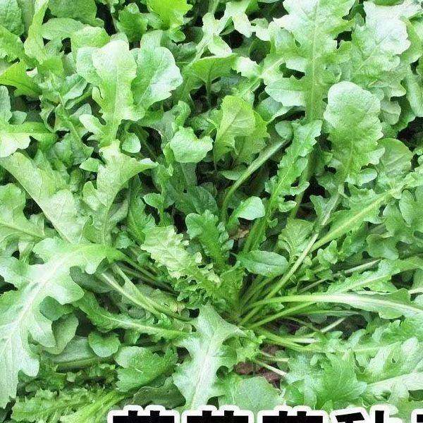 【今年新种】荠菜种子野生荠荠菜大叶季莱野荠菜阳台盆栽蔬菜种籽 - 图0