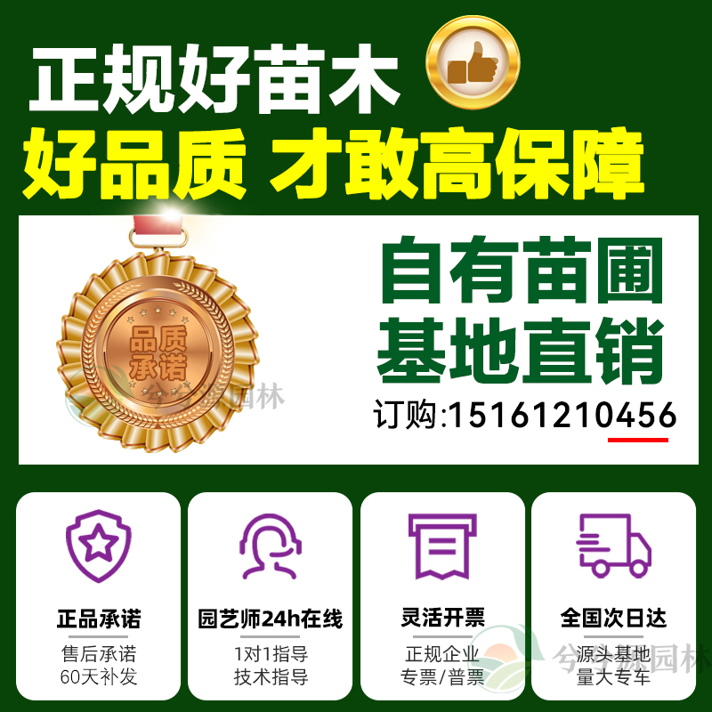 小叶黄杨树苗瓜子黄杨苗法国冬青绿篱苗大叶冬青庭院四季常青耐寒 - 图3