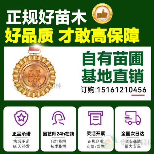 细叶麦冬草苗庭院绿化沿阶草四季常青耐阴耐寒绿化工程地被植物 - 图3