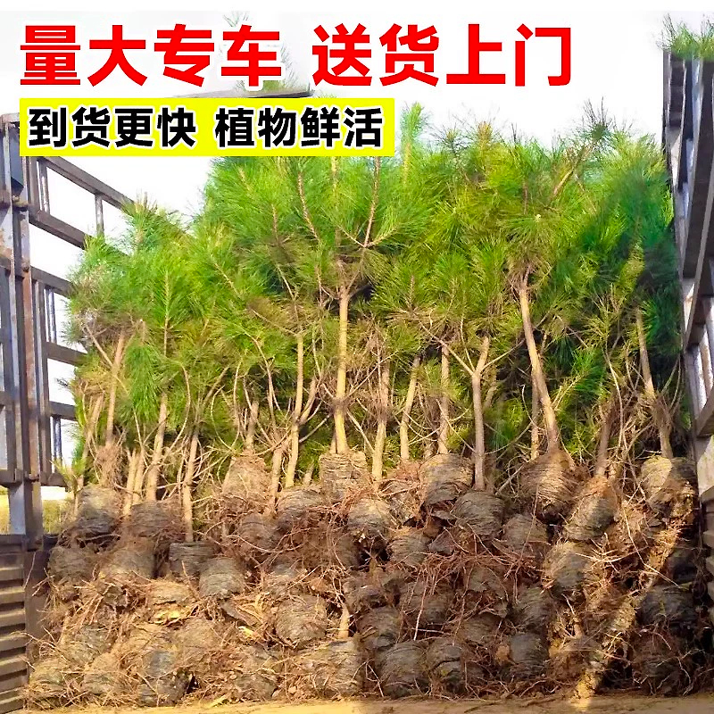 黑松树苗松树小苗庭院行道大型耐寒四季常青绿化造型风景日本松树 - 图1