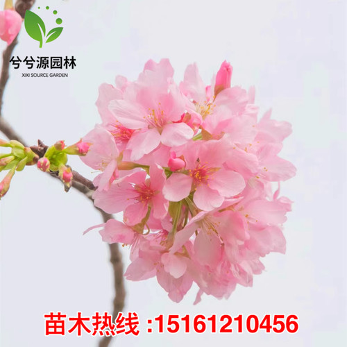 嫁接樱花树苗染井吉野樱花早樱晚樱庭院别墅大型风景树当年开花树 - 图3