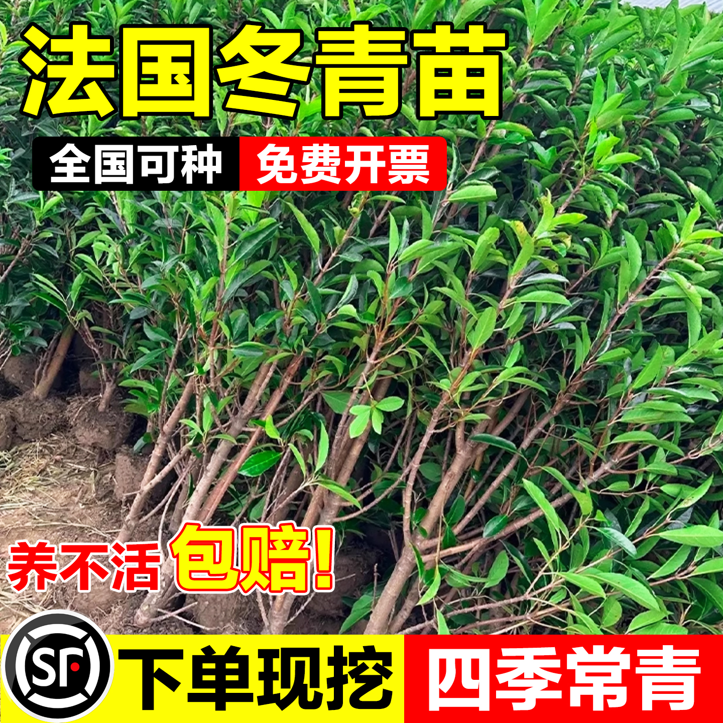 小叶黄杨树苗瓜子黄杨苗法国冬青绿篱苗大叶冬青庭院四季常青耐寒 - 图2