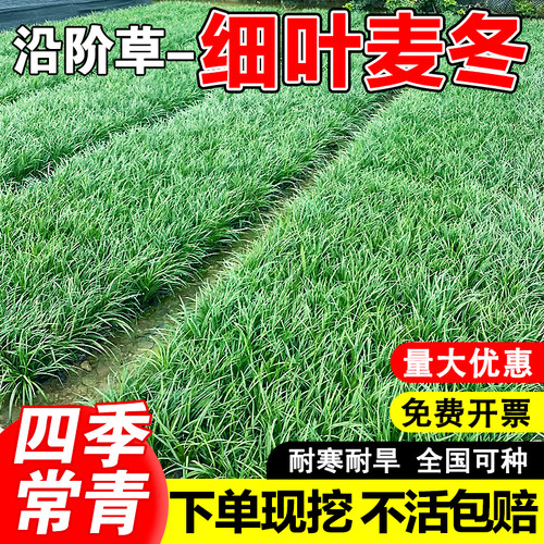 细叶麦冬草苗庭院绿化沿阶草四季常青耐阴耐寒绿化工程地被植物 - 图0