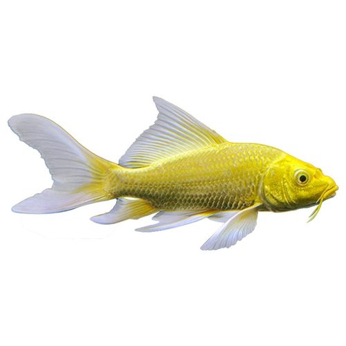 纯种锦鲤鱼淡水观赏鱼冷水鱼活体纯种红白三色黄金小锦鲤鱼苗活鱼 - 图3