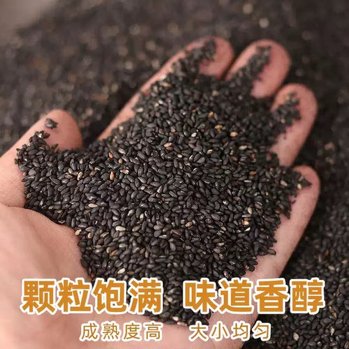 黑芝麻核桃仁打豆浆专用官方旗舰店正品月饼馅炒熟生优质即食新货 - 图0