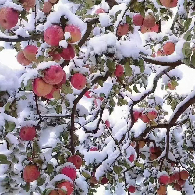 雪果 沂源红苹果 鲜果时光平安果礼盒 - 图0