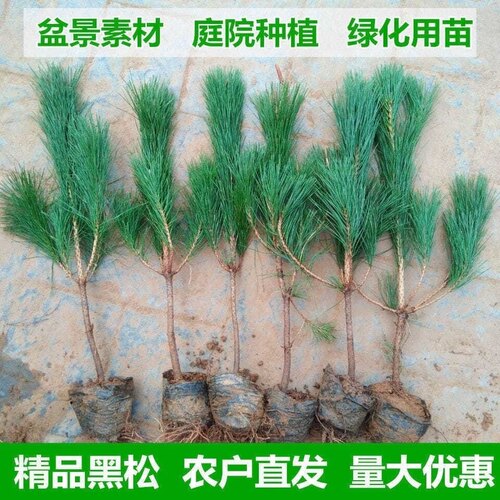 黑松树苗松树白芽小苗四季常青荒山绿化黑松盆景素材植物苗圃直销 - 图2
