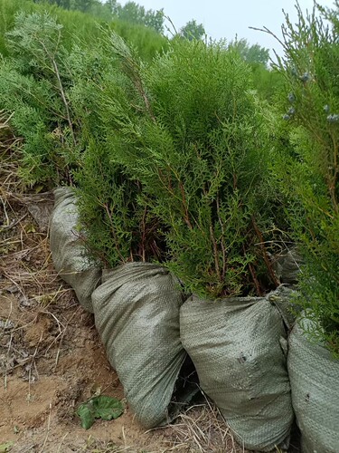 侧柏柏树圆柏扁柏土球发货易成活绿化苗木基地直供产地直销四季常 - 图3