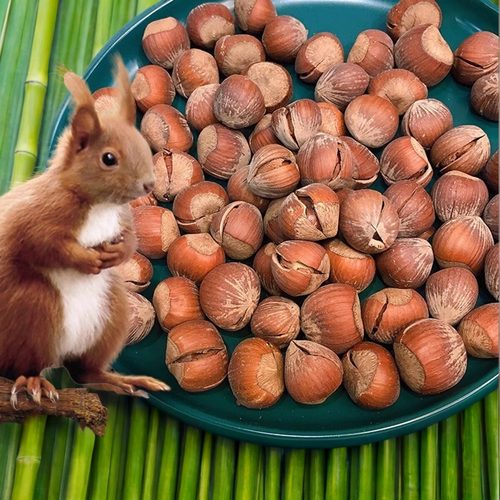 25年新货 东北野生开口原味大榛子熟 无添加孕妇坚果零食炒货500g - 图1