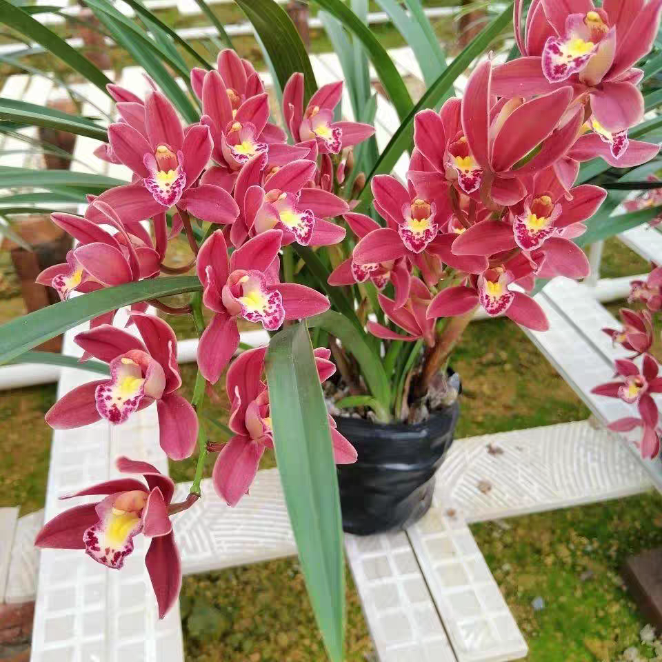 带多花苞大花国兰红双喜大将军浓香好养室内阳台花卉绿植盆栽,淘宝优惠券,粉丝福利购,淘宝优惠卷