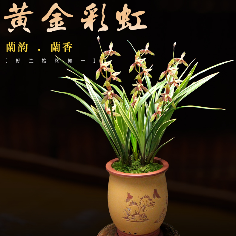 金边兰花（黄金彩虹）夏季开花浓香四季建兰花卉绿植夏秋带花苞 - 图1