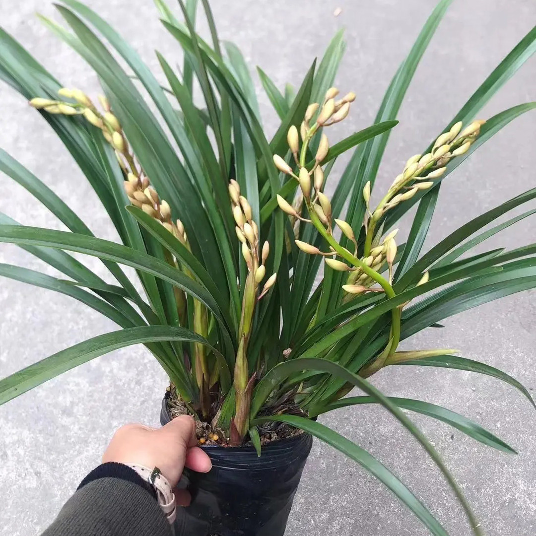 大将军（带多花苞）中国红兰花双喜临门绿植年宵花卉盆栽高矮花剑,淘宝优惠券,粉丝福利购,淘宝优惠卷