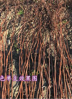 龙柳曲柳干燥树枝花婚庆