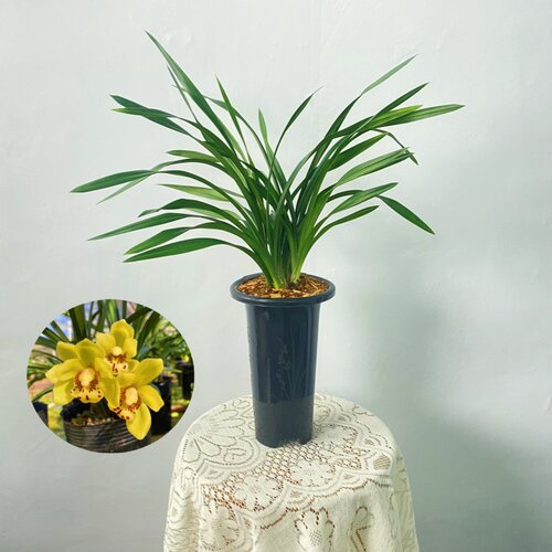 建兰金凤凰（带花芽）金黄色花兰花苗好养易活易开花盆栽花卉绿植 - 图0
