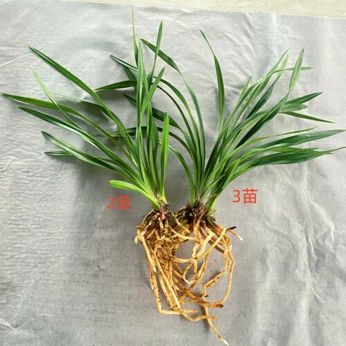 建兰金凤凰（带花芽）金黄色花兰花苗好养易活易开花盆栽花卉绿植 - 图2
