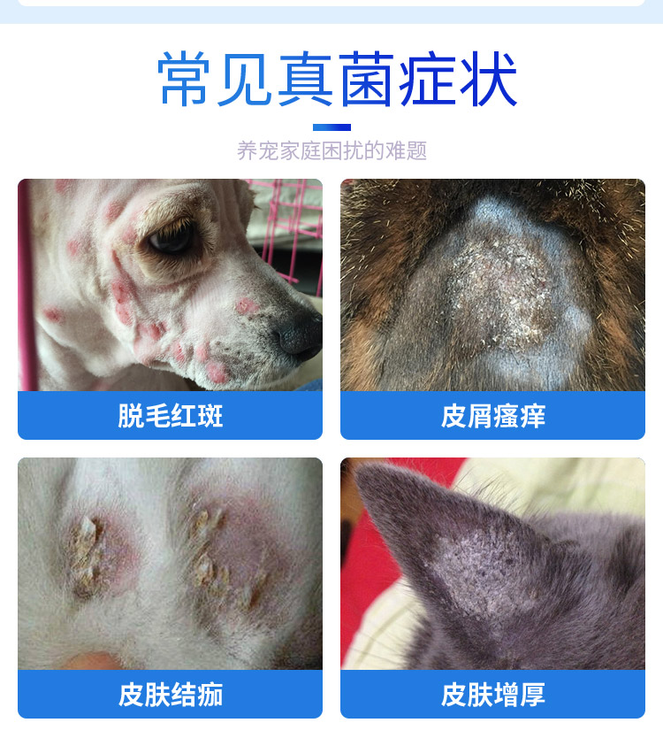 瑞沃特真菌消喷剂猫癣宠物猫狗狗猫藓真菌脱毛皮肤病喷雾德国pilz - 图0