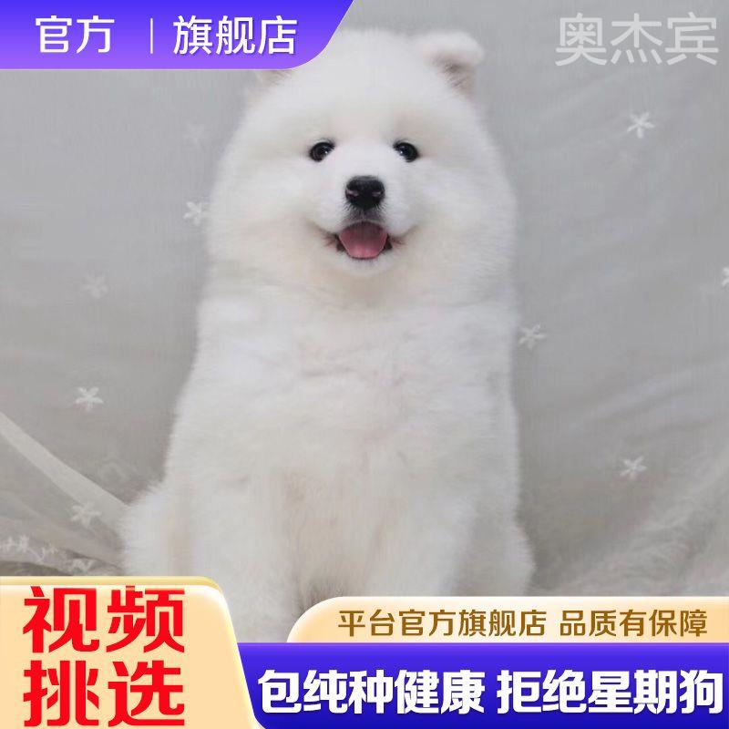 熊版萨摩耶纯种小狗幼犬纯白色萨摩犬大型犬宠物狗活物雪橇犬长毛 - 图1