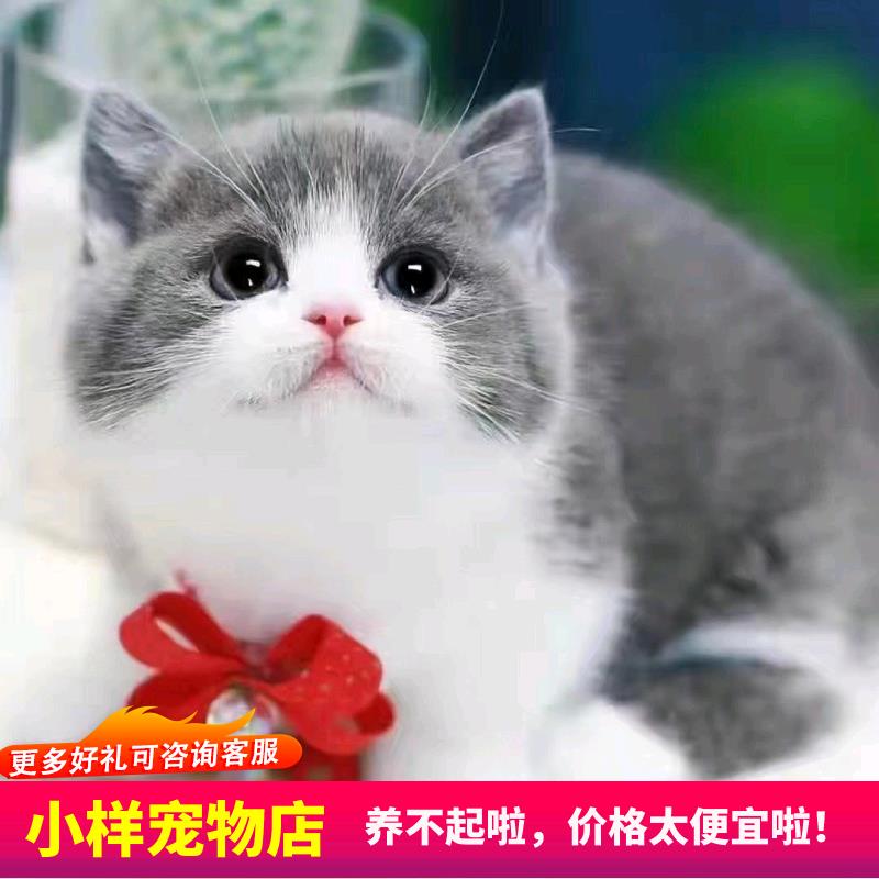 猫咪活物中华田园猫橘白橘猫狸猫狸白猫蓝白猫家猫白猫黑猫奶牛猫 - 图0