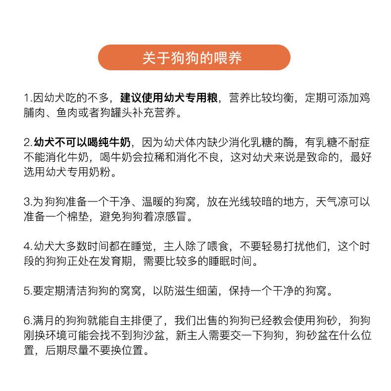 德牧德国牧羊犬宠物警犬大型黑背弓背狼狗捷克狼青犬狗宠物级专业 - 图1