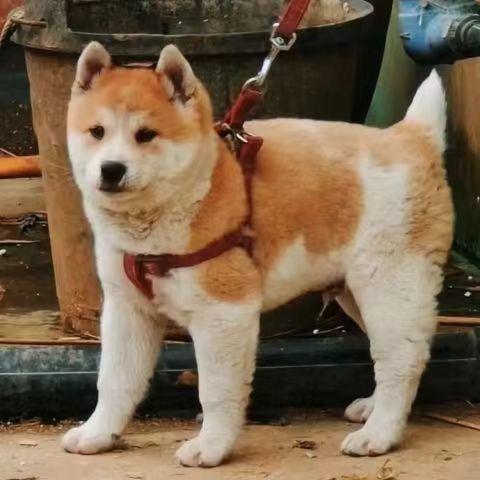 黄狗中华田园犬黄狗白面农村看家狗家养便宜活体家养虎头土猎幼犬-图2