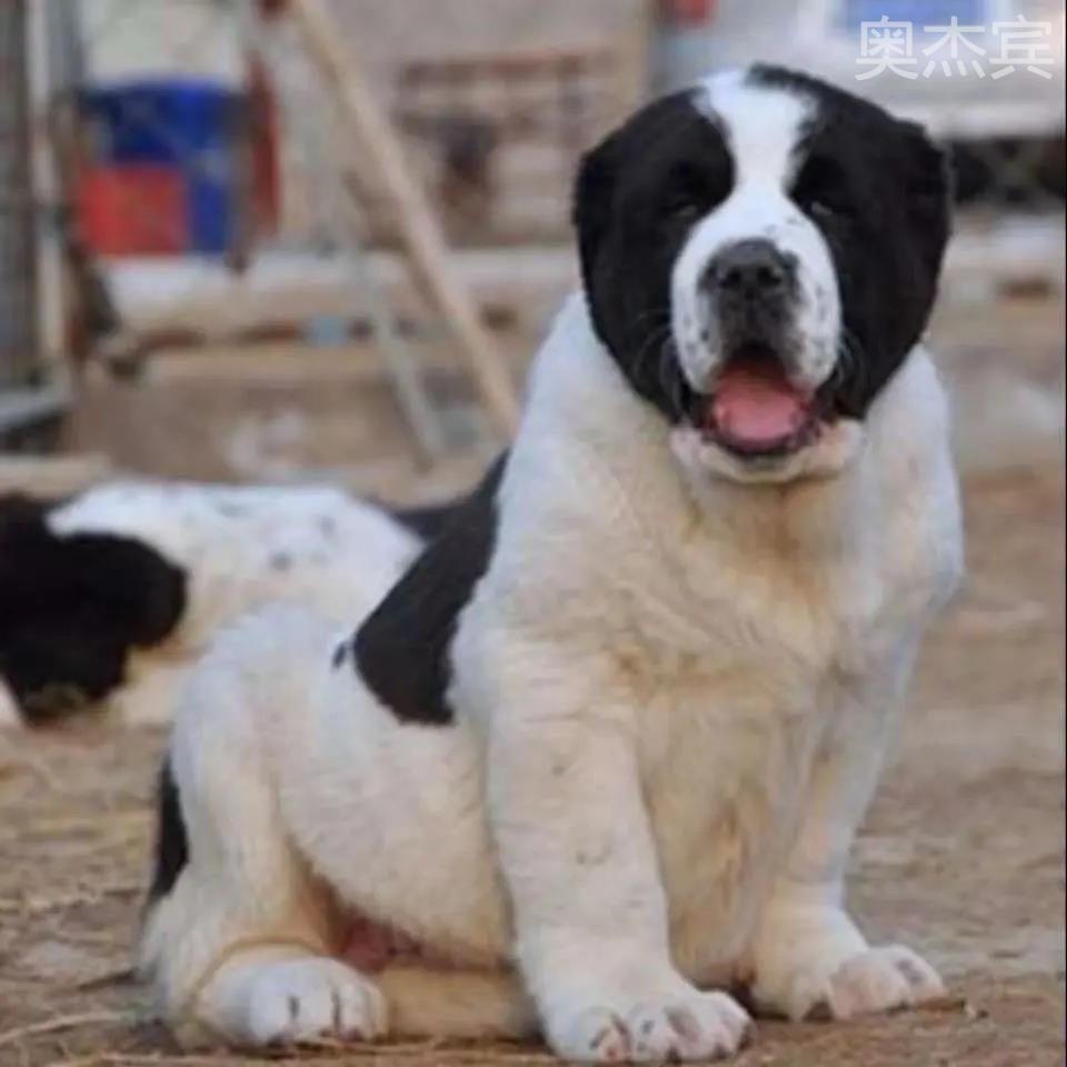 中亚牧羊犬幼犬幼崽小老虎狗狗猎犬狩猎猛犬便宜特大型大骨架护卫 - 图0