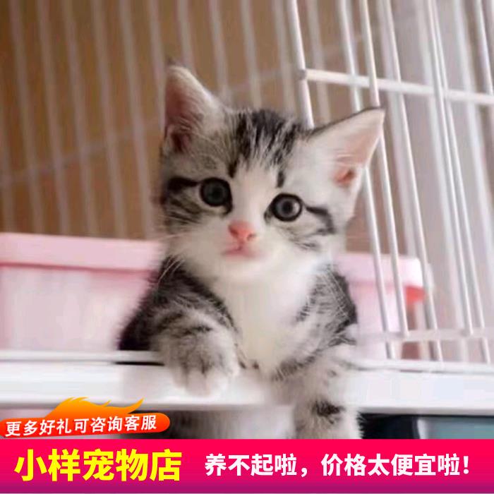 猫咪活物中华田园猫橘白橘猫狸猫狸白猫蓝白猫家猫白猫黑猫奶牛猫 - 图3