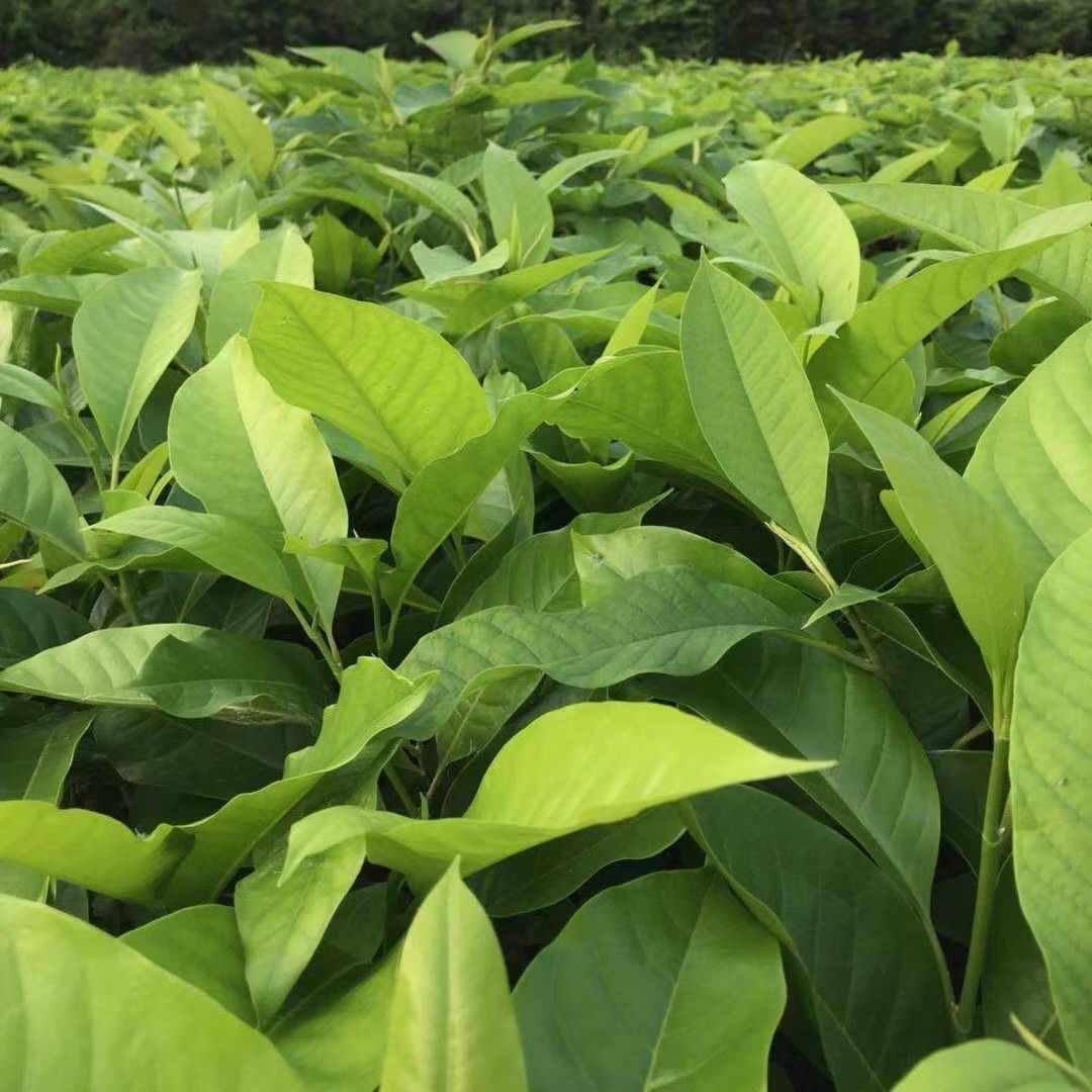 白兰花盆栽白玉兰花树苗带花苞黄角兰黄果兰室内花卉植物绿植好养 - 图0