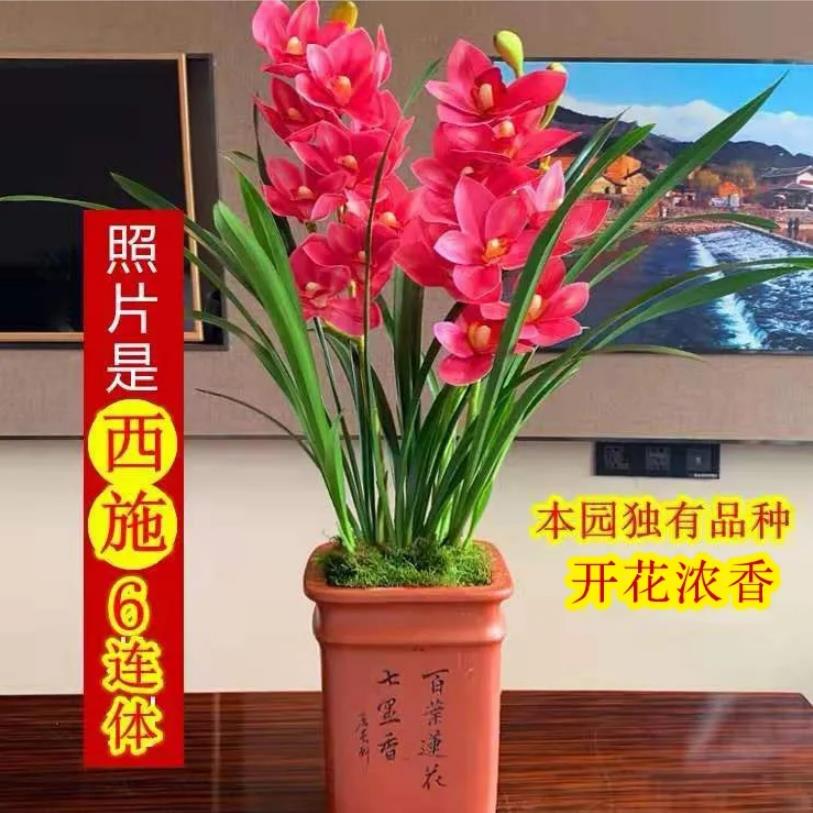 兰花盆栽春兰香兰墨兰名贵兰花苗绿植盆景室内植物秋冬季耐寒花卉 - 图2