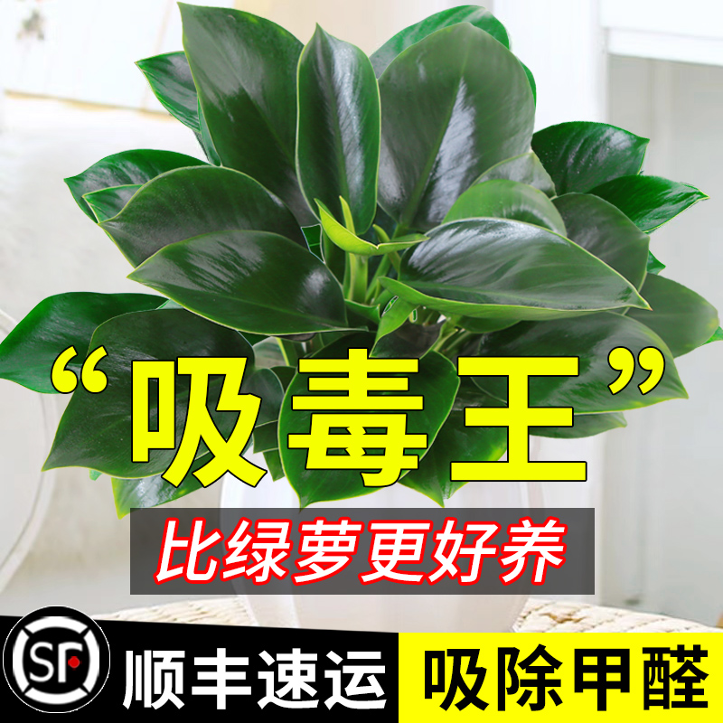 金钻盆栽绿萝箩室内植物花卉水培绿植客厅好养多肉新房吸除去甲醛-图0