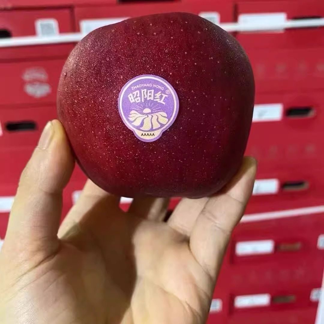 云南昭通昭阳红苹果礼盒12个装新鲜水果冰糖心苹果红富士脆甜多汁,淘宝优惠券,粉丝福利购,淘宝优惠卷