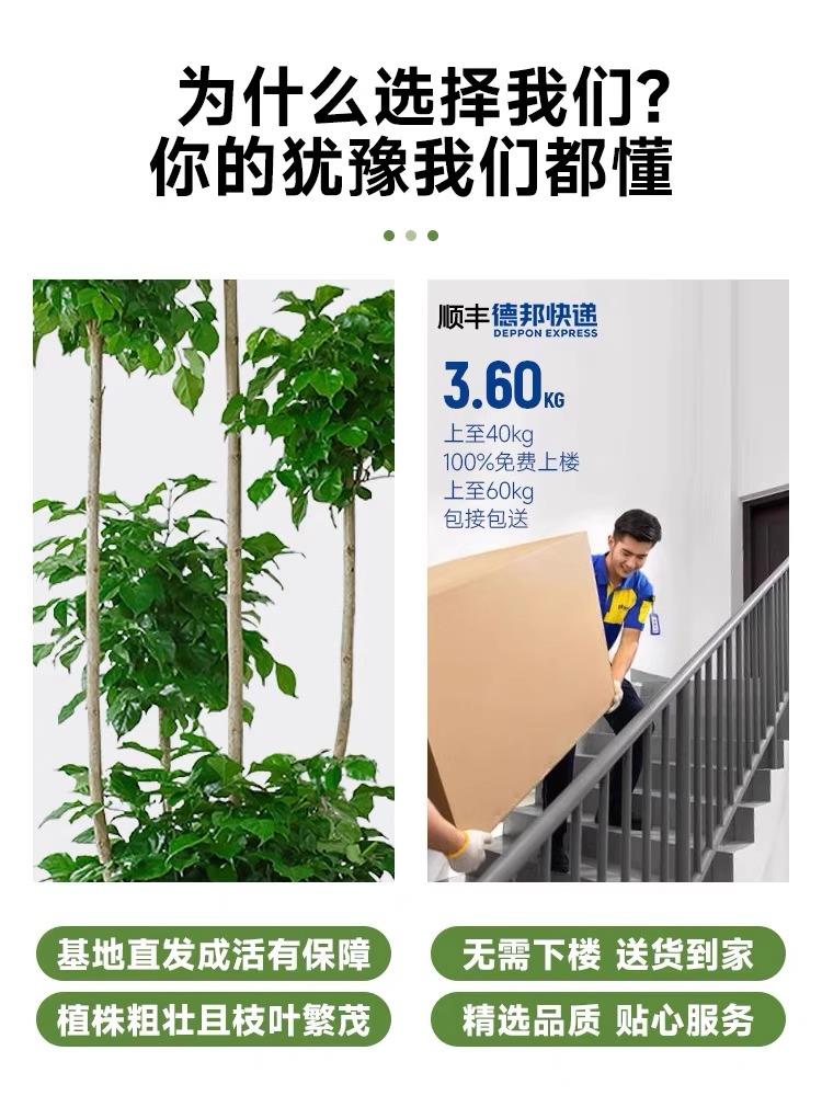 幸福树客厅盆栽大型绿植物办公室内平安树吸甲醛四季常青好养绿宝 - 图1