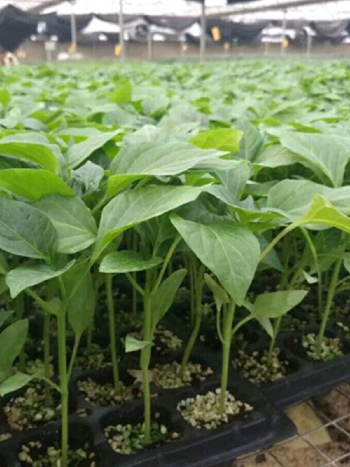 产苗苗灯笼阳台椒太种籽方高空圆椒子椒菜辣椒菜苗青秧椒椒秧苗椒-图0