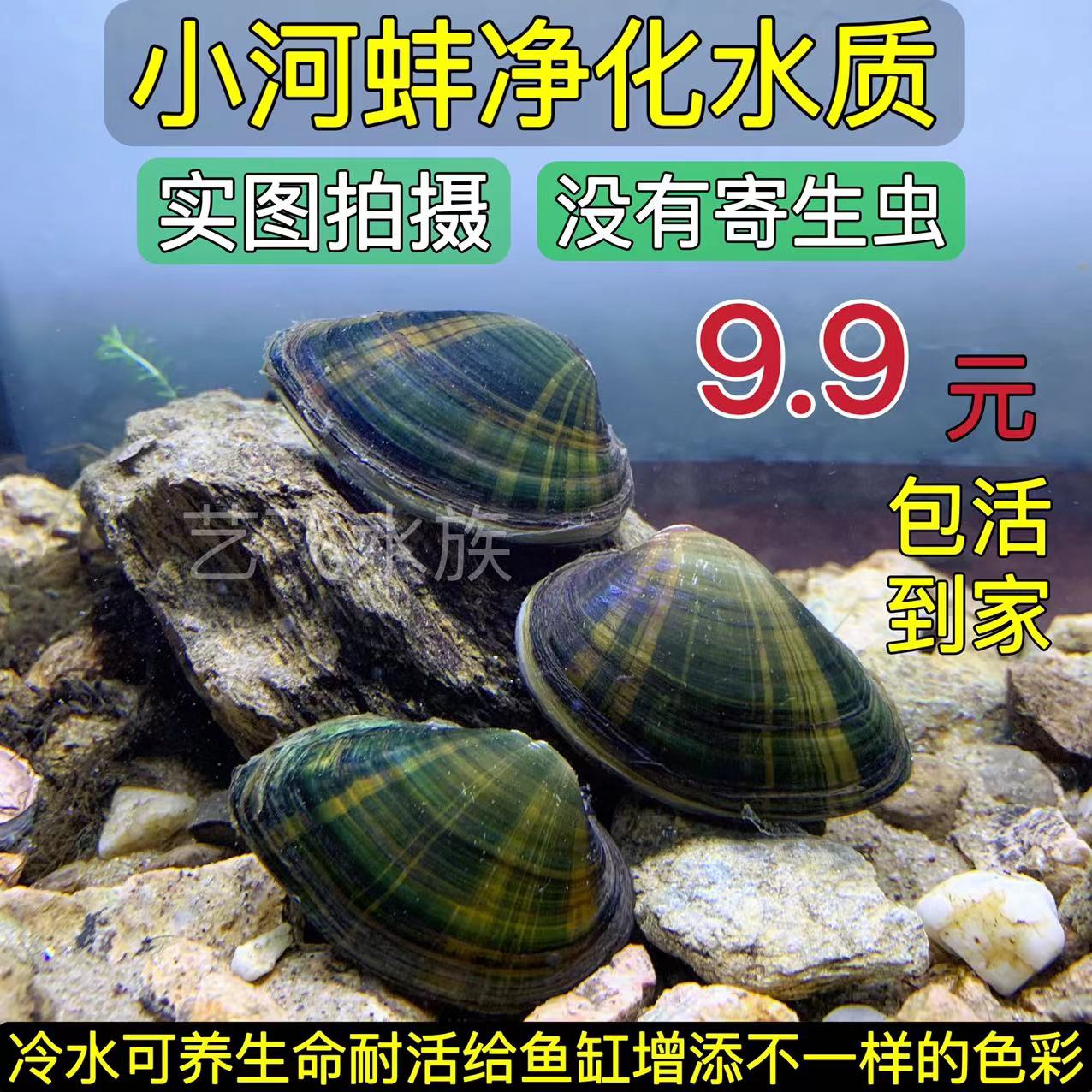 小河蚌观赏除藻黄金河蚌水生宠物净化水质吃鱼屎鳑鲏繁殖蚌黄金蚬 - 图0