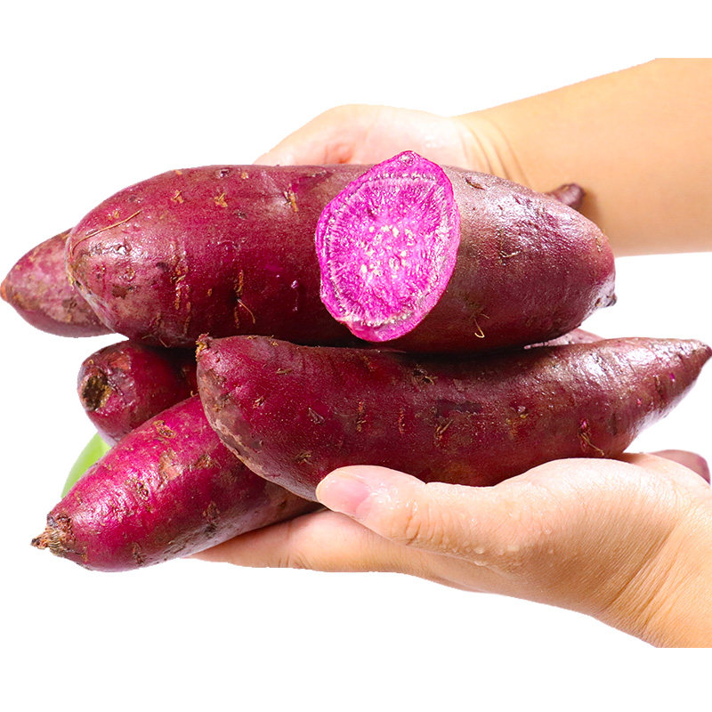 新鲜农家板栗香薯小番薯包邮地瓜 乐鲜纯生鲜番薯