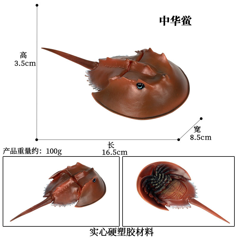 仿真海洋生物模型淡水鱼鲤鱼苏眉鱼食人鱼鲫鱼安康鱼鳄雀鳝摆件-图3