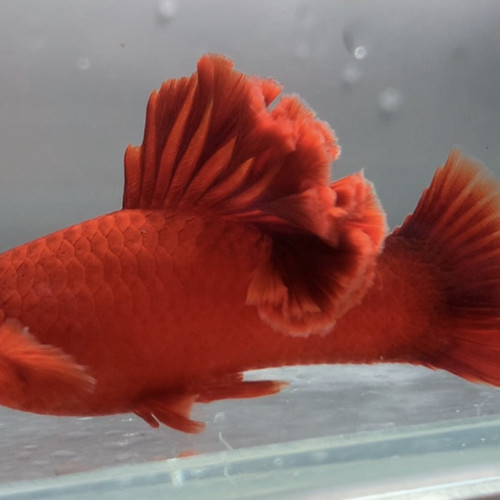 菊花帆高鳍红剑鱼红箭鱼狼牙帆血红小型热带鱼观赏鱼种鱼活体包损 - 图1