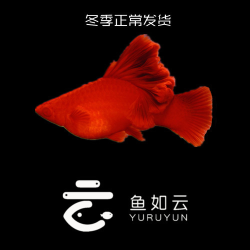 菊花帆高鳍红剑鱼红箭鱼狼牙帆血红小型热带鱼观赏鱼种鱼活体包损 - 图0