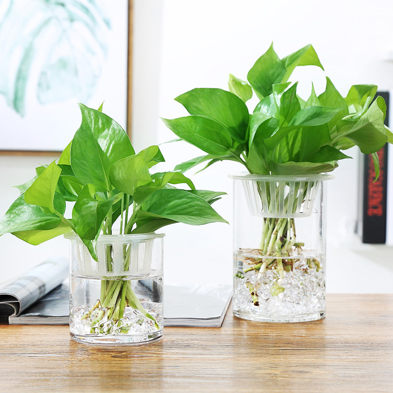 简约现代透明玻璃花瓶水培绿萝植物鲜花插花瓶客厅摆件器皿鱼缸,淘宝优惠券,粉丝福利购,淘宝优惠卷