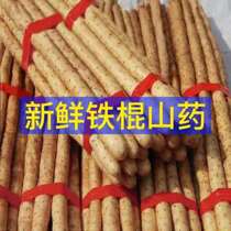 Fresh small white mouth Yam When Season Vegetables Iron Rod Yams Purple Huai Mountain Drug Iron Stick Yam