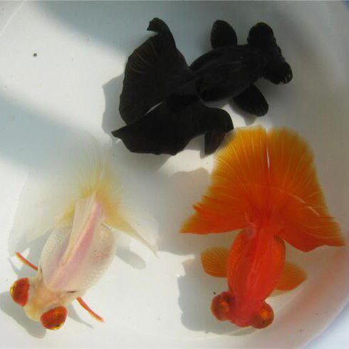 =蝶尾金鱼活体鱼苗观赏鱼小金鱼冷水鱼兰寿易养宠物鱼小型鱼