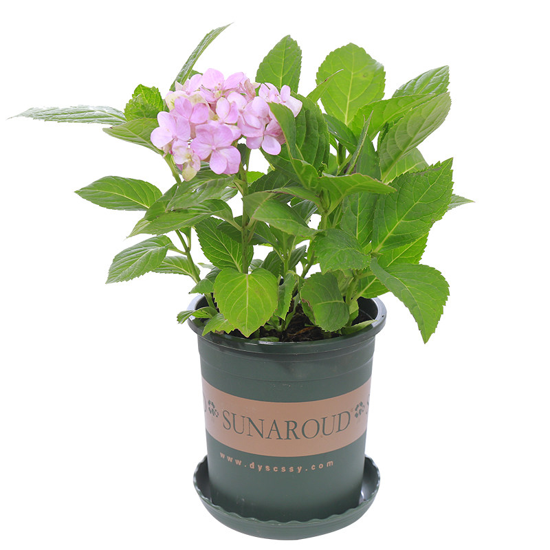 5 5元秒杀 无尽夏绣球花苗盆栽花卉 热品库 性价比省钱购