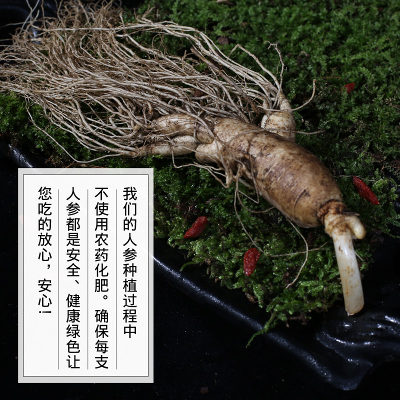 老参500g新鲜长白山野人参人叁人参 宇参源滋补养生人参/园参及其制品