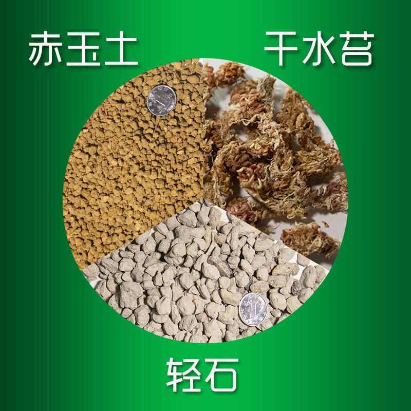 水苔土 新人首单立减十元 22年8月 淘宝海外