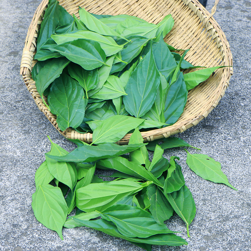 观音柴树叶豆腐粉柴斑鸠叶蔬菜岚皋特产神仙豆腐翡翠绿食用凉粉面 - 图0